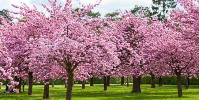 16 arvores com flores de cerejeiras Country Living Magazine