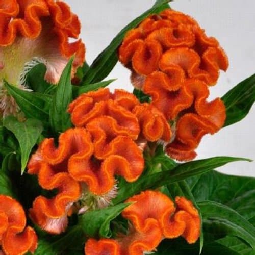 16 flor alaranjada crista de galo Proven Winners