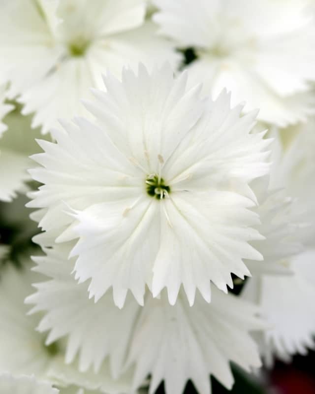 16 flores brancas de cravina Garden Center Marketing