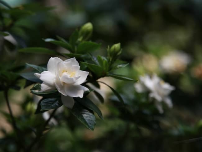 16 flores de gardenia Nature Garden
