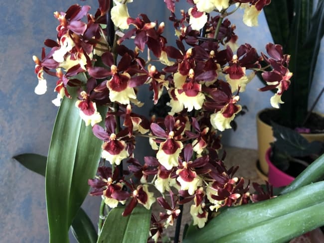 17 orquidea florida Pinterest