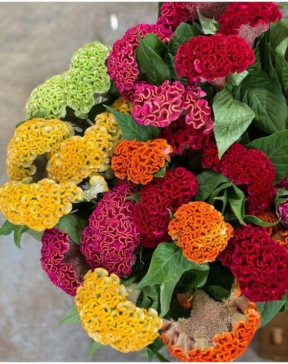18 cores de flores crista de galo Pinterest