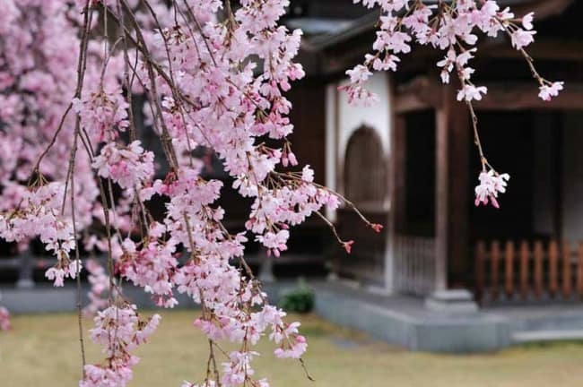 18 flor de cerejeira Gardenia