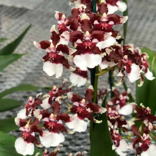 18 tipo de orquidea Akatsuka Orchid Gardens