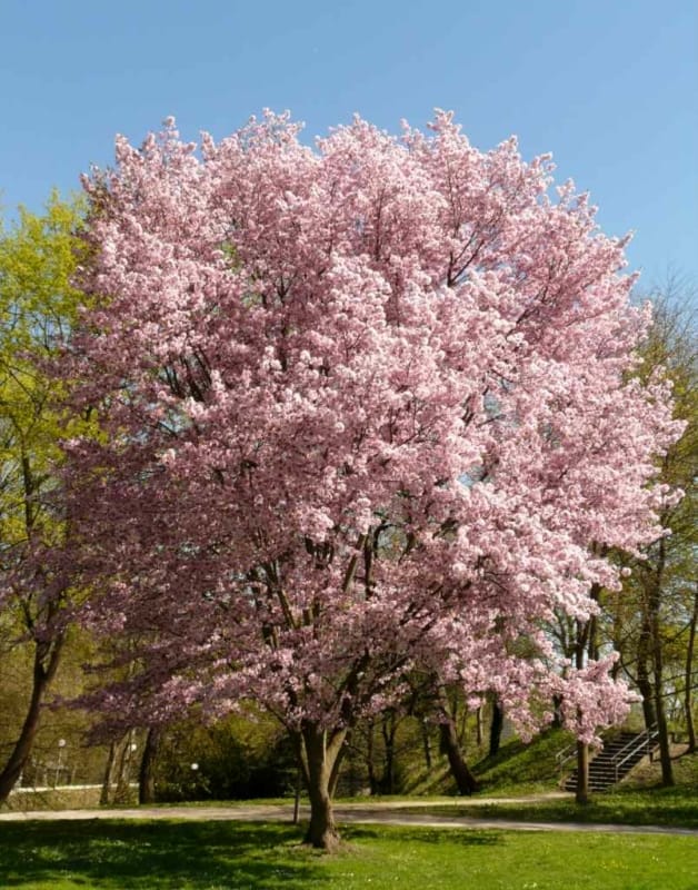 19 arvore com flores de cerejeira Nature Garden