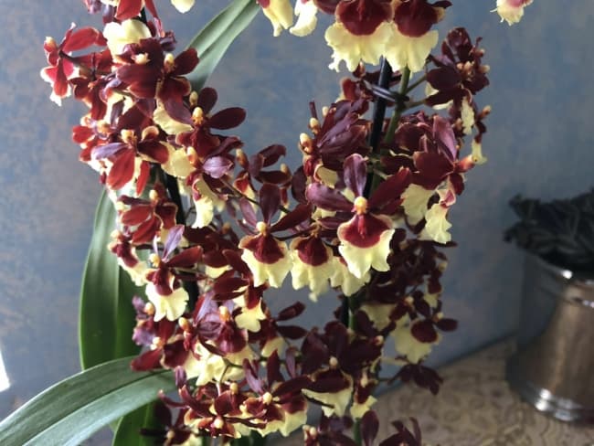 19 orquidea com flores chocolate Pinterest