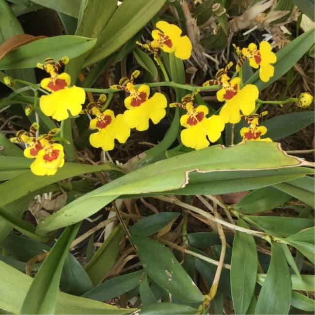 19 orquidea oncidium varicosum GardenTags