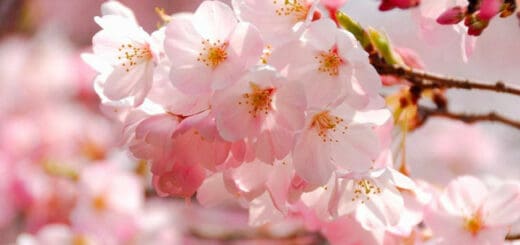 2 flor de cerejeira rosa claro Gardenia