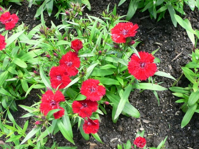 2 flor vermelha de cravina Wikipedia
