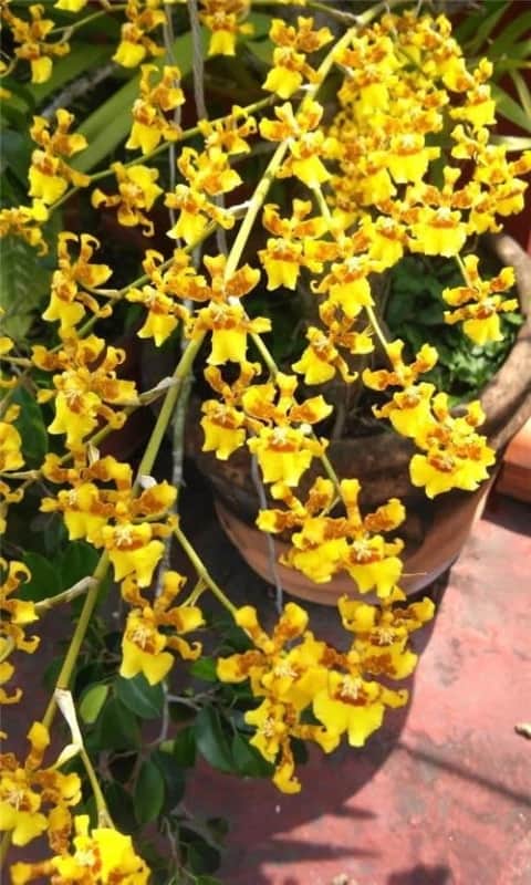 2 orquidea chuva de ouro Orchids for the People
