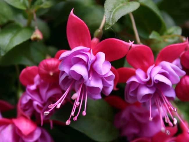 20 flor lilas brinco de princesa Gardening Know How