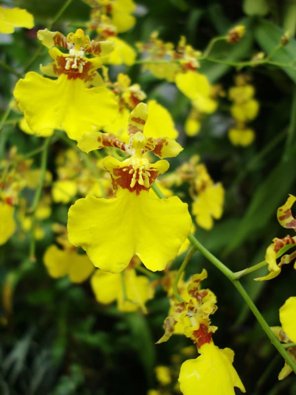 20 flores de orquidea chuva de ouro Wikimedia Commons