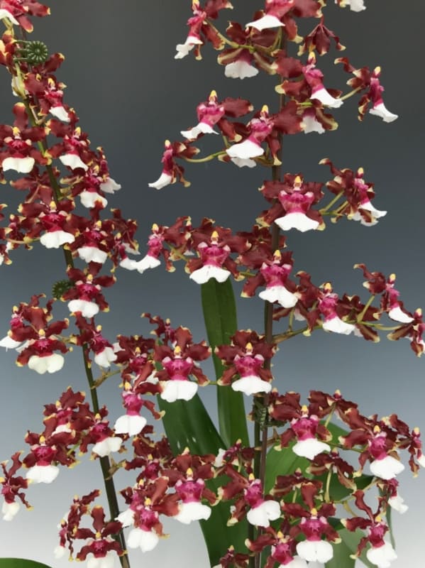 20 orquidea chocolate OrchidWeb