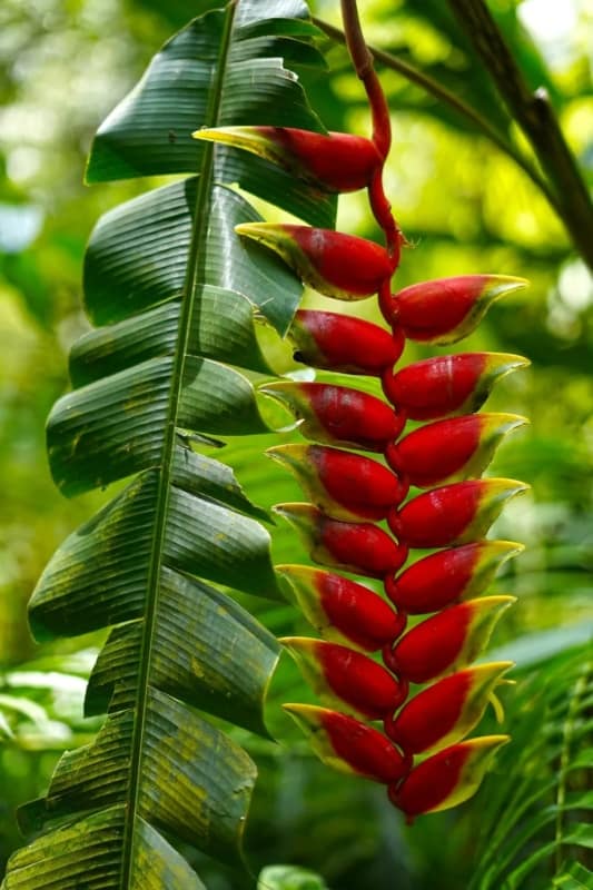 20 planta tropical brasileira Casa e Jardim