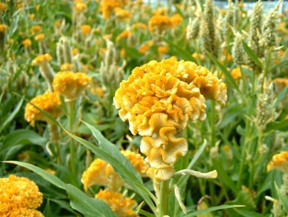 21 flores amarelas de crista de galo SoFlor Sementes