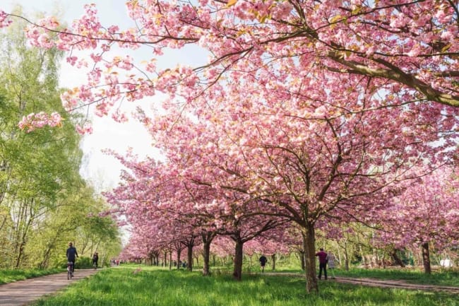 Flor de Cerejeira Fotos Magníficas e Onde Encontrar