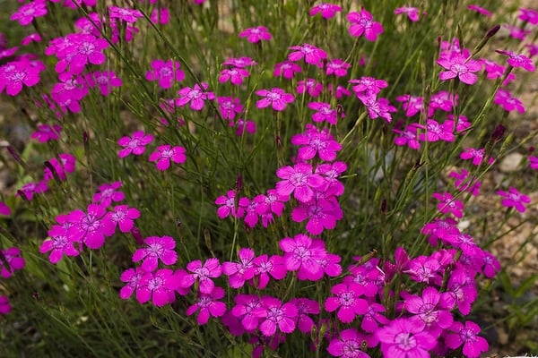 21 flores de cravina pink Pinterest