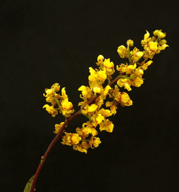 21 orquidea com micro flores Orquidario Guarapari