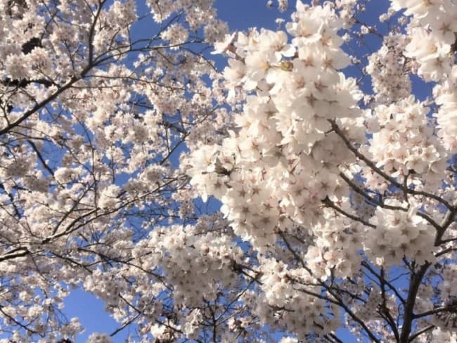 22 flores de cerejeira branca SNOW MONKEY RESORTS