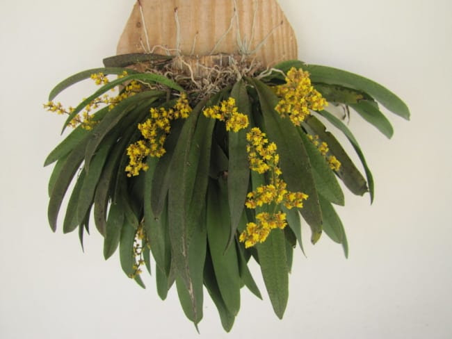 22 tipo de orquidea oncidium com flores pequenas Pinterest