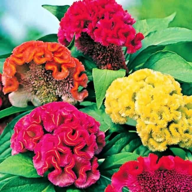 23 flores coloridas crista de galo Bom Cultivo