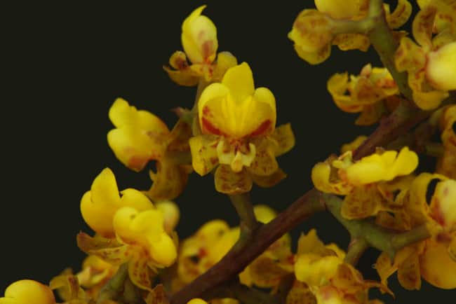 23 flores pequenas de orquidea oncidium Pinterest