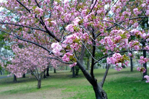 24 arvore de cerejeira com flores Brighter Blooms