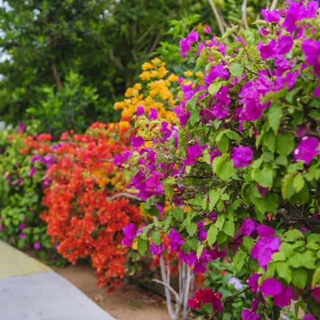 24 flores coloridas e brasileiras Cape Garden Centre