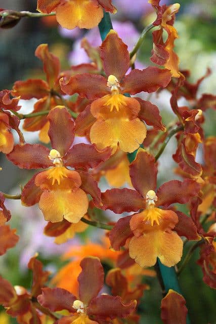 24 orquidea oncidium laranja Orquidario Matsuoka