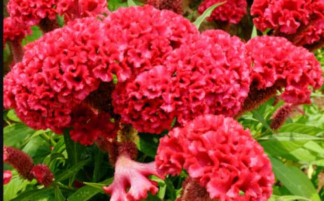 25 flor ornamental crista de galo Plantas Ornamentais