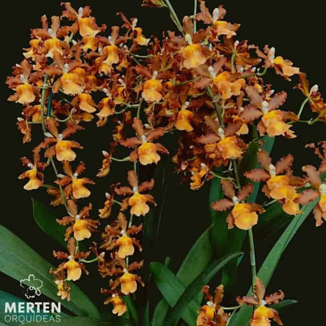 25 orquidea oncidium diferente Merten Orquideas