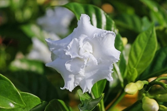 26 flor branca de petalas delicadas Brighter Blooms