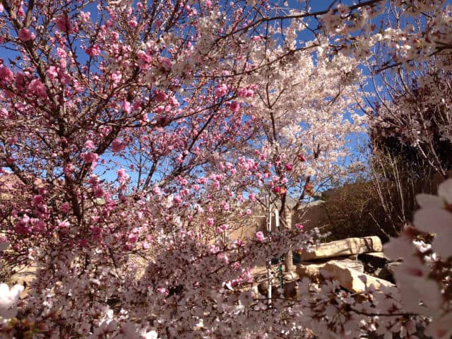 26 flores de cerejeira Albuquerque Journal