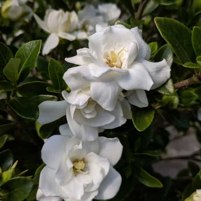27 flores brancas Flower Meanings