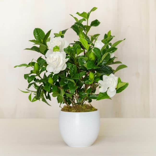 28 vaso com flores brancas The Magnolia Company