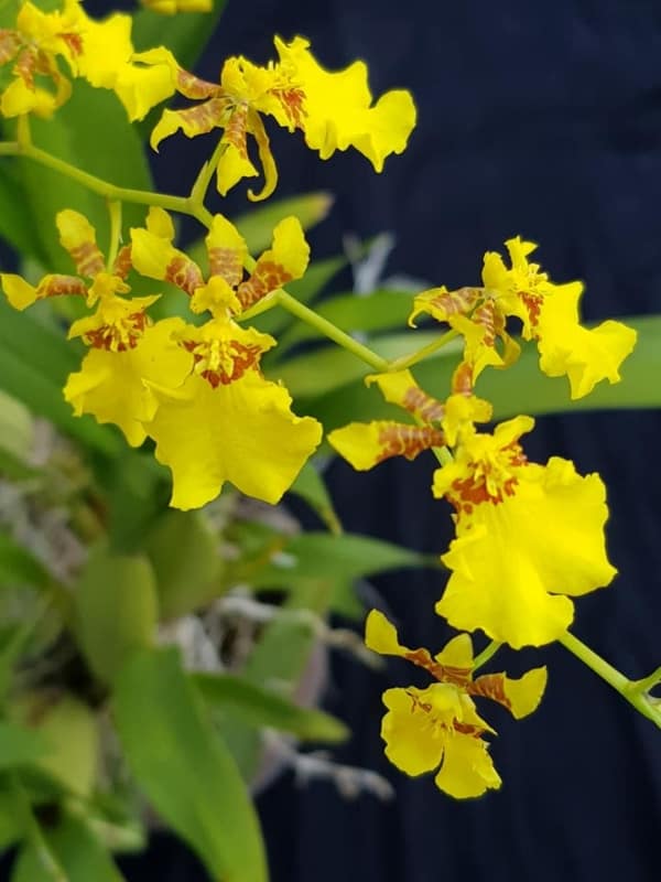 3 especie de orquidea ondidium OrchidRoots