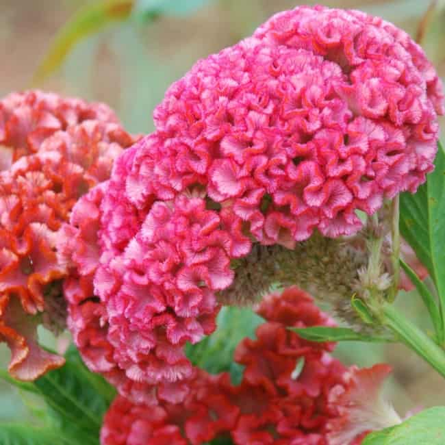 3 flores de crista de galo rosa Muller Seeds