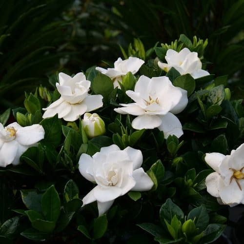 3 flores de gardenia branca Garden Design