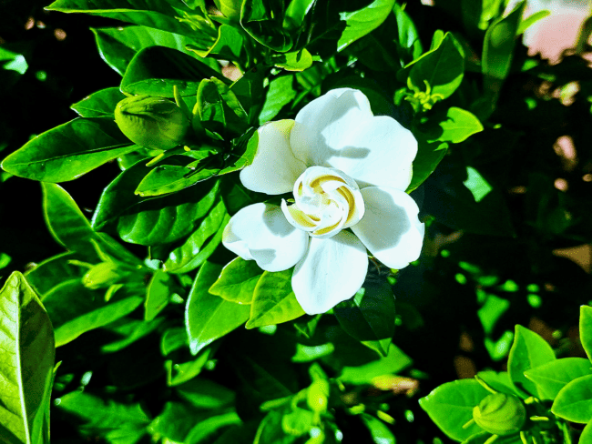 30 flor branca de gardenia Plants Craze