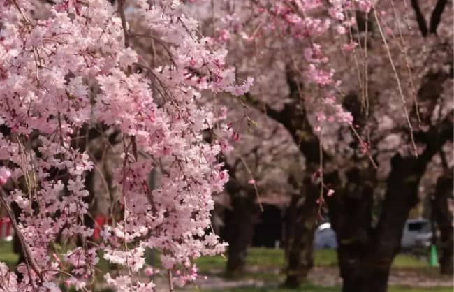 33 cerejeira florida Dear Japanese