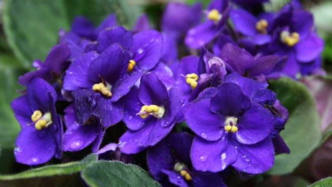34 flor feng shui violeta Projeto Jardinando