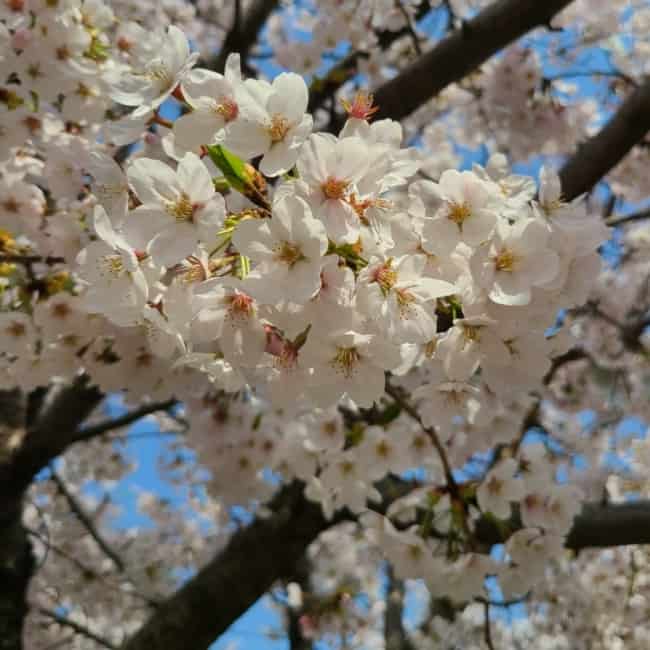 38 flores de cerejeira branca In My Korea