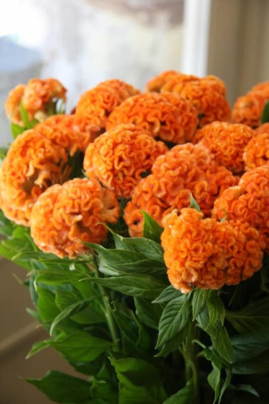 4 flores laranja de crista de galo Pinterest