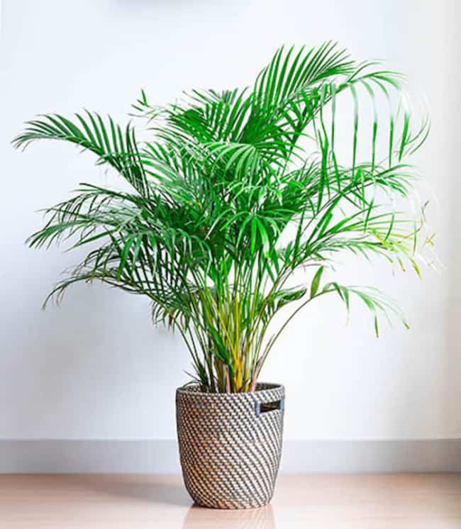 4 planta areca bambu feng shui Pinterest