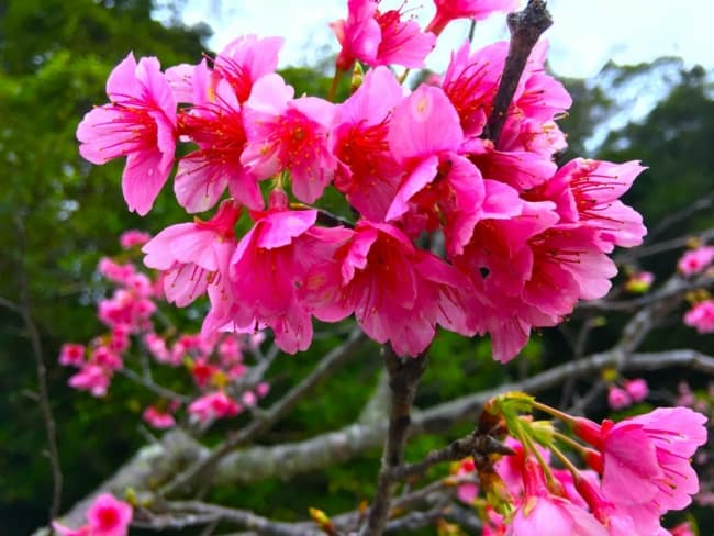 4 tipo de cerejeira Japan Web Magazine