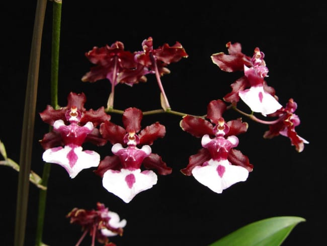 4 tipo de orquidea chocolate OrchidWeb