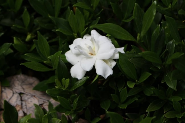 40 flor branca Auckland Botanic Gardens