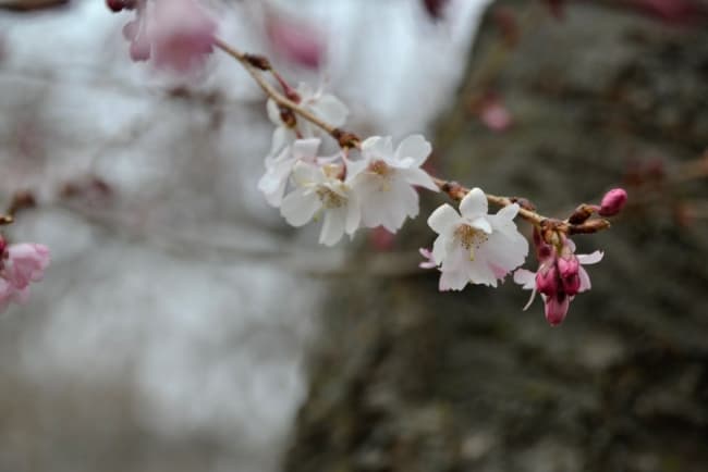 5 flor branca de cerejeira Pinterest