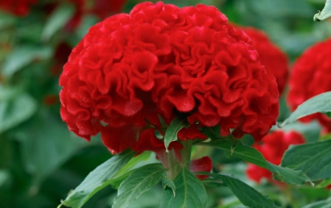 5 flor crista de galo vermelha Chhajed Garden