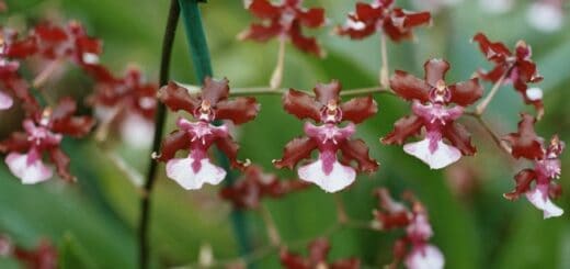 5 orquidea pequena e delicada Wikipedia